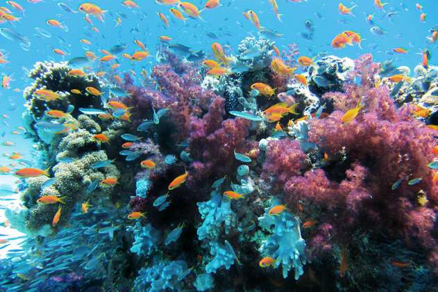 La Gran Barrera de Coral perdió más de la mitad de sus corales desde 1995 
