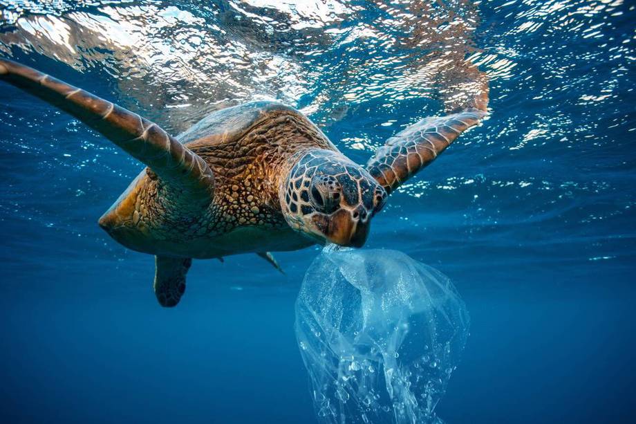 Hoy se celebra el Día mundial de los océanos. Una ocasión para generar conciencia sobre su importancia y cuidado.
