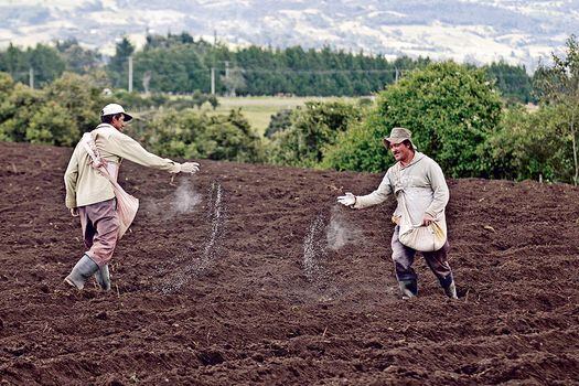 El documental '970' critica la resolución que regula la producción de semillas de origen criollo o local. / Gabriel Aponte