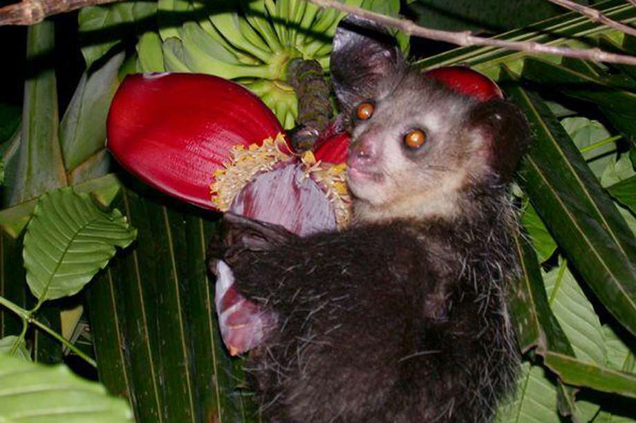 El aye-aye (Daubentonia madagascariensis) es un primate endémico de Madagascar.