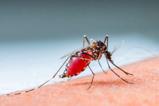 El año pasado se registraron 247 millones de casos de malaria. 