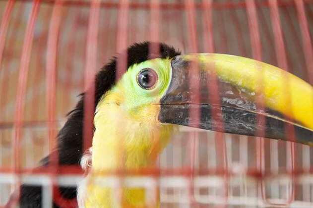 Tucán es rescatado de captores que le cortaron las plumas, tardará un año en volar