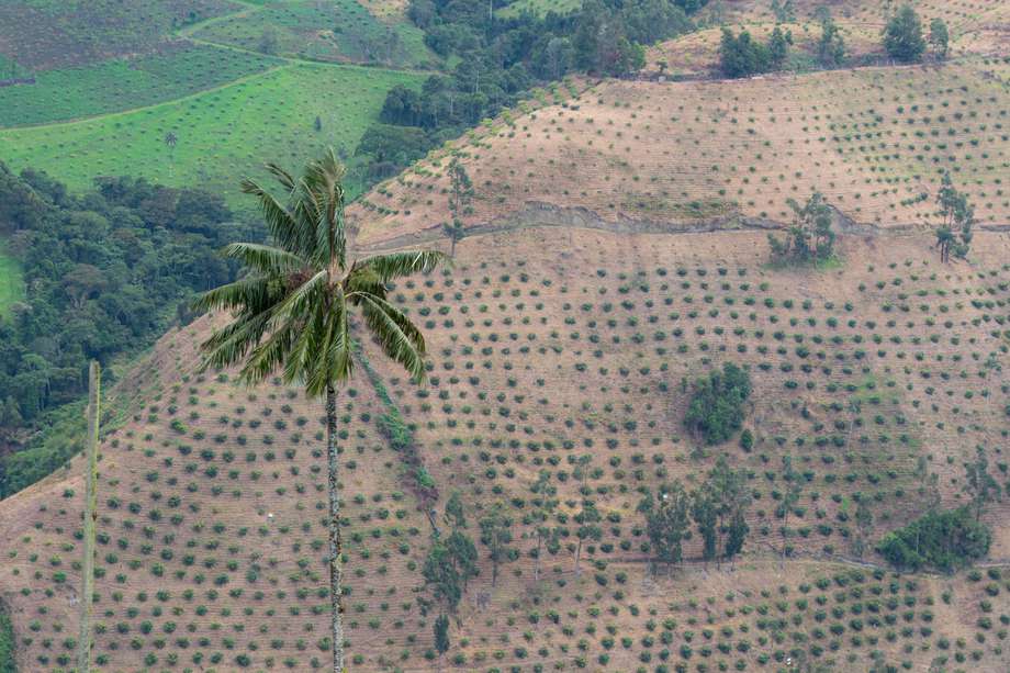 En Tolima se halla la mayor concentración del palma de cera en el país, en el sector de Toche.