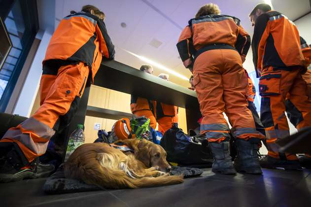 Perro de rescate en Turquía ayuda a personas a pesar de tener heridas en sus patas