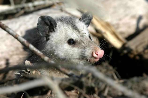 "Las zarigüeyas no son ratas y no son peligrosas", autoridades ambientales alertan a caleños