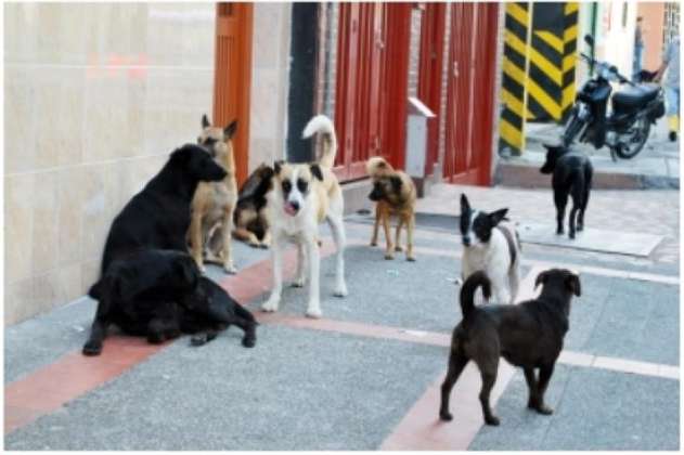 Recompensa: buscan a responsable de envenenamiento masivo de perros en Cajicá  