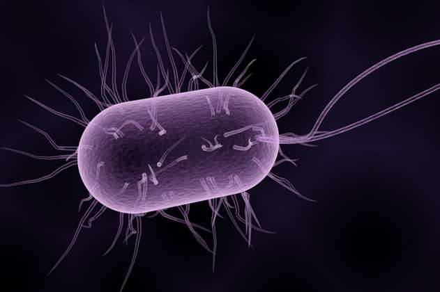 Las bacterias también se pueden educar