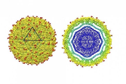 Menos de un mes le tomó a los científicos descifrar la estructura del virus.  / Science