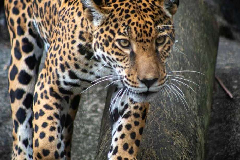 El jaguar es el felino más grande de América, alcanza hasta más de 100 kilogramos y casi dos metros de largo.