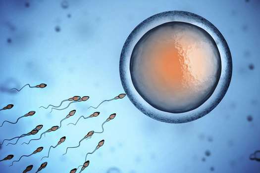 Los hallazgos fueron presentados por la clínica de fertilidad Ginemed, de Sevilla (España).  / iStock