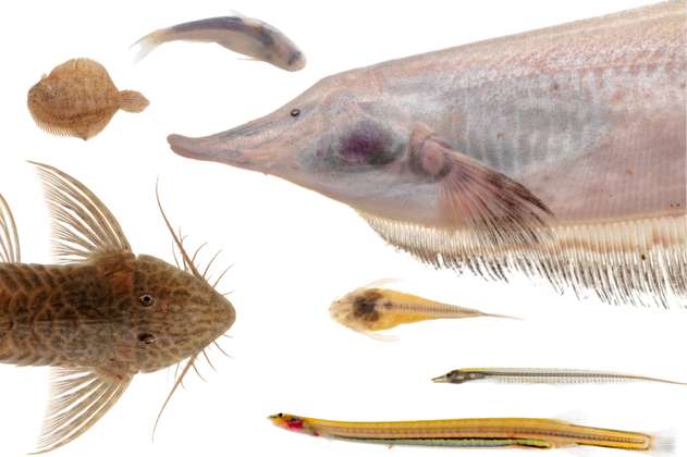 El río Orinoco tiene peces desconocidos, ciegos y con microplásticos
