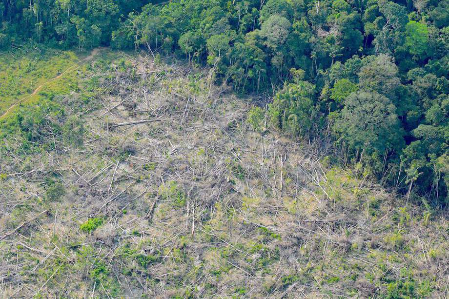Julio fue el mes con la tasa de deforestación más inquietante en 2022./ Federico Mosquera – Fundación Omacha.