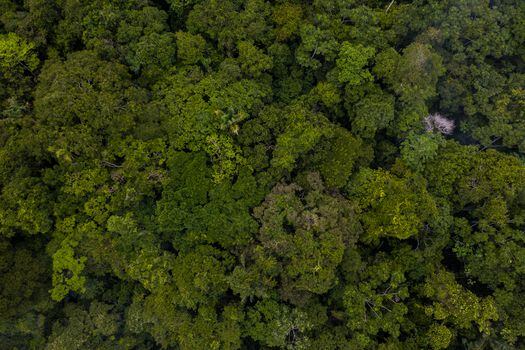 Vista aérea del dosel del bosque en la Amazonia colombiana. ©Luis Barreto/WWF UK