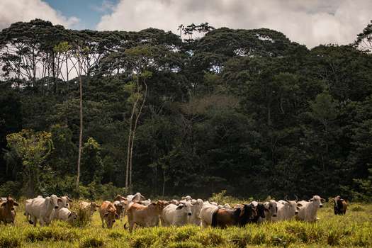 La transformación de coberturas naturales en pastos para la ganadería es uno de los motores de la deforestación a nivel nacional.