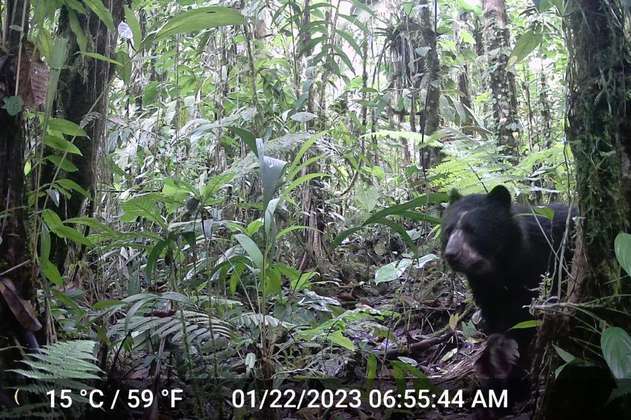 En video: avistan familia de osos de anteojos en Tolima