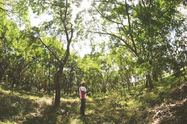 Indígenas pijaos curan el bosque seco tropical
