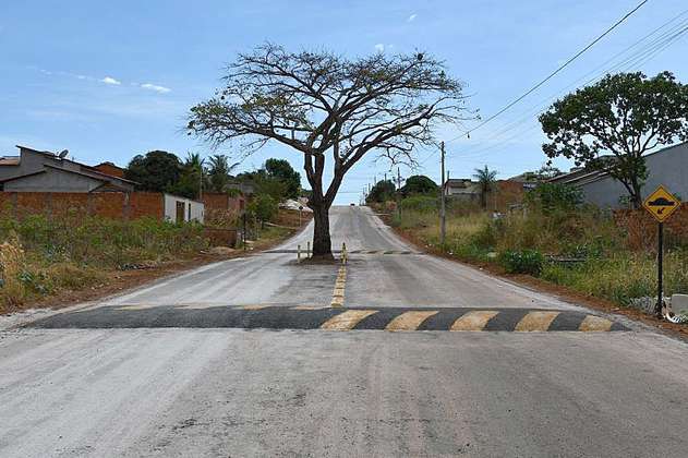 El árbol que permanece en pie en una avenida en Brasil gracias a la presión ciudadana
