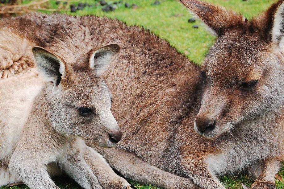 Los canguros hacen parte de la subfamilia de los macropódidos, que incluye, además, a los canguros propiamente dichos, a los walabíes, walarúes y otros marsupiales. 