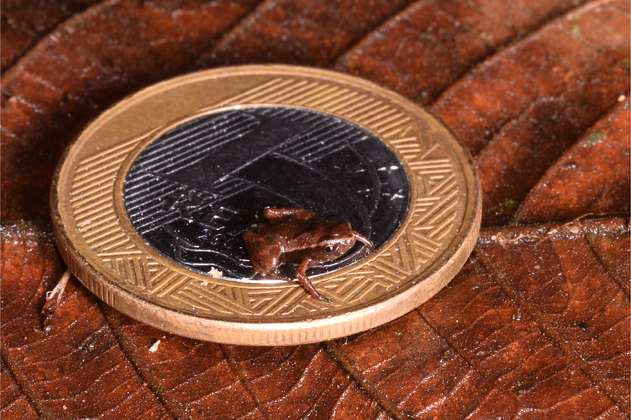 Esta rana, más chica que una moneda, puede ser el vertebrado más pequeño del mundo