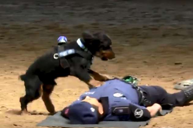La hazaña de "Poncho", el perro que reanimó a un policía en Madrid