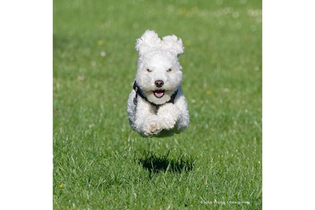 "Este es Barney, nuestro poodle pillado en pleno vuelo mientras corría", escribió el fotógrafo.