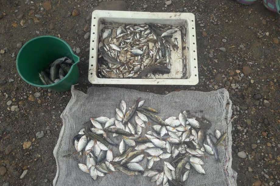 Alarma por muerte masiva de peces en el río Ocoa
