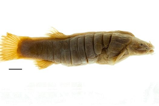 El pez graso (Rhizosomichthys totae) puede medir hasta 15 centímetros.