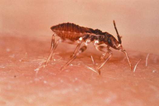 El insecto Triatoma infestans, que transmite el parásito que causa la enfermedad del chagas.