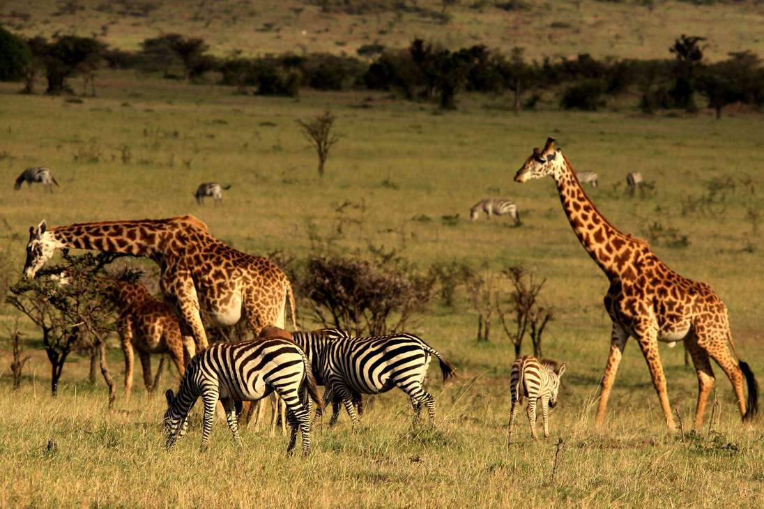 Un refugio estratégico para la observación de animales salvajes en la sabana africana.