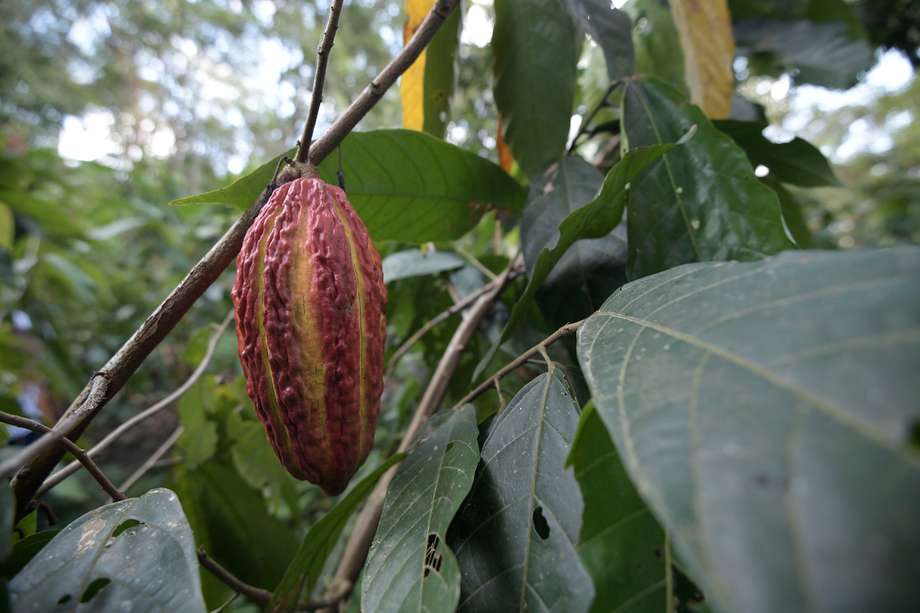 Campesinos cultivando cacao.