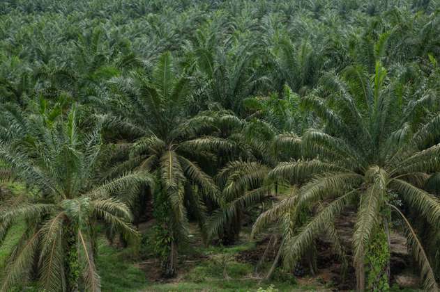 Producción de aceite de palma en Colombia podría aumentar un 20%