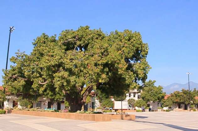 Examen médico al árbol de mango más famoso de Valledupar