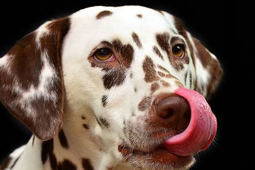 La lengua de los perros es muy perceptiva. 