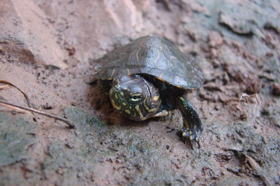Cría de tortuga hicotea en las orillas del río Sinú