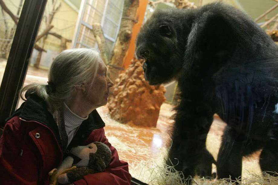 Jane Goodall realizó sus estudios pioneros sobre chimpancés en Tanzania en la década de los 60´s. 