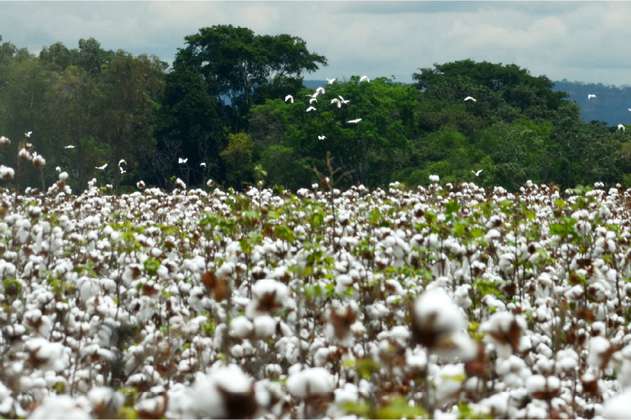 Algodón: las cifras detrás de un cultivo poderoso para la industria textil