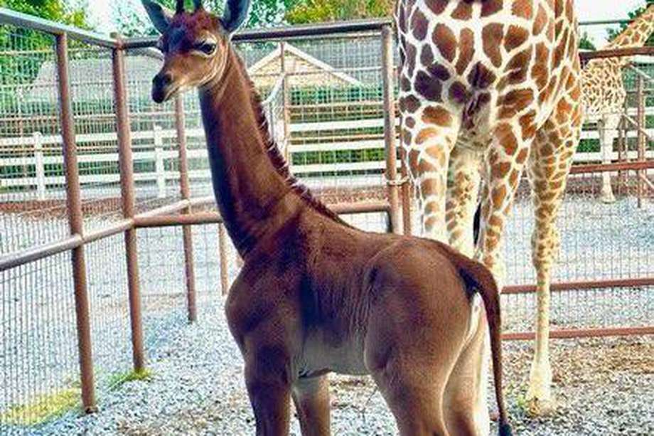 jirafas en inundación