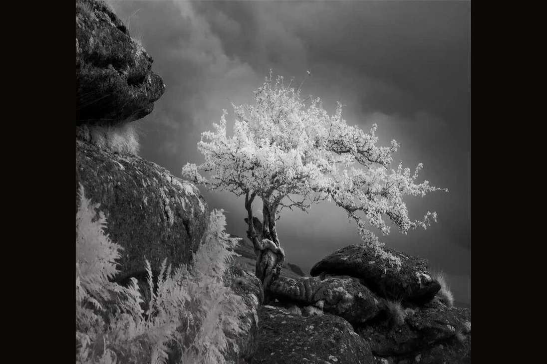 Categoría Blanco y Negro:
Nick Green cuenta que le tomó una increíble fotografía a un árbol en el Parque Nacional Dartmoor (Inglaterra).