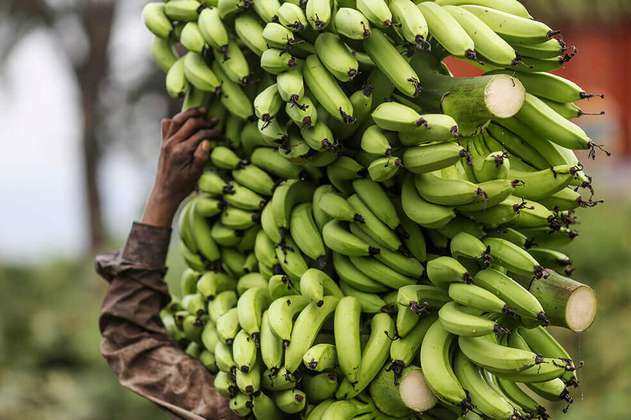 Exportaciones de plátano no se verán afectadas por presencia de plaga: ICA