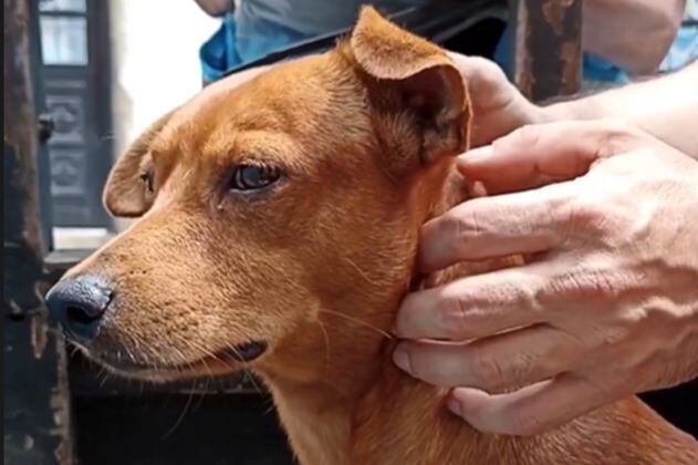 Video: Rocky, el perro que fue atropellado y pateado sobrevivió y así se encuentra