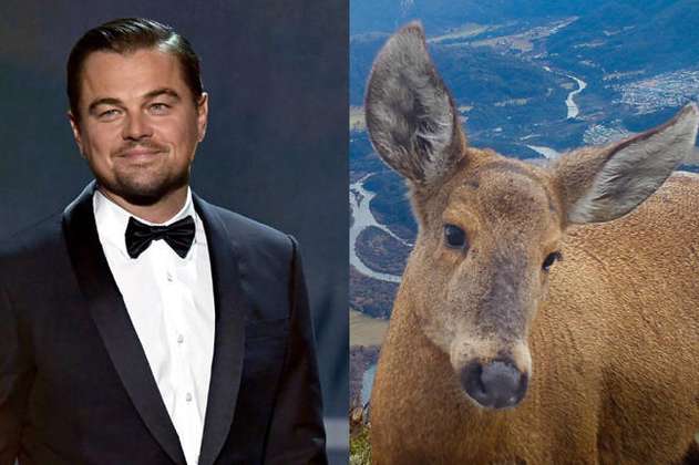 El llamado de Leonardo DiCaprio para salvar al huemul, animal en peligro de extinción