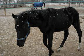 (VIDEO) Zhuang Zhuang, el primer caballo clonado para deportes ecuestres en China