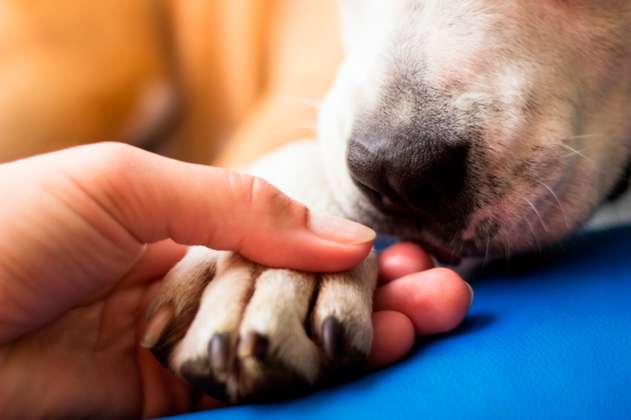 ¿Cómo cortar las uñas de tu perro? Estos consejos te ayudarán para hacerlo en casa