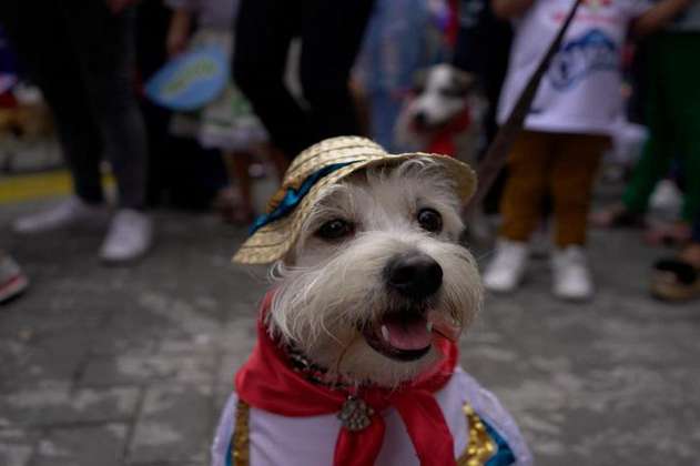 Realizarán desfile sanpedrino de mascotas en Ibagué, así puede inscribirlas