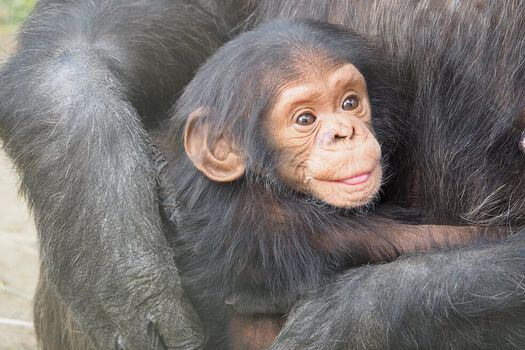 Según la investigación, la capacidad de ayudar de los chimpancés puede ser más robusta y más flexible de lo que se apreciaba anteriormente.