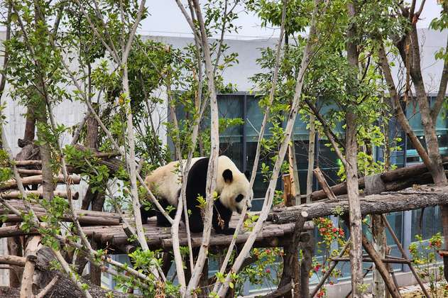 El santuario de los osos panda en China: ¿cómo llegar y cuánto cuesta?