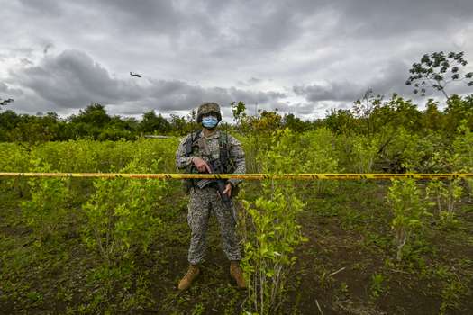 En esta foto de archivo tomada el 30 de diciembre de 2020, un soldado colombiano hace guardia junto a las plantas de coca durante la erradicación de cultivos ilícitos en Tumaco, Nariño. 