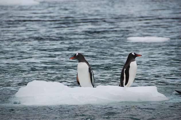Científica llevará a la Antártida cartas que niños colombianos hicieron a los pingüinos