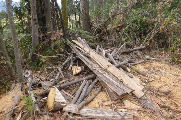 CAR lanza alerta por irregularidades en tala de árboles en Cundinamarca 