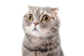 ¿Por qué a los gatos se les dilatan las pupilas? Este es su significado